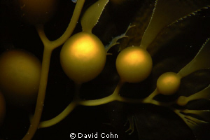 macro of kelp purposely out of focus by David Cohn 